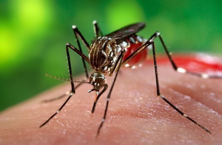 Doua cazuri de meningita cu virusul West Nile în Brăila