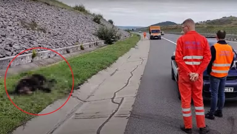 Urs ucis pe autostrada A3, intre Turda și Borș