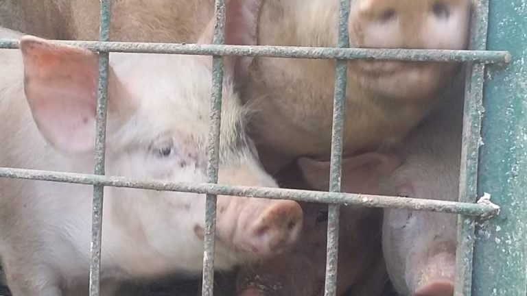Noi cazuri de pestă porcină în județul Arad