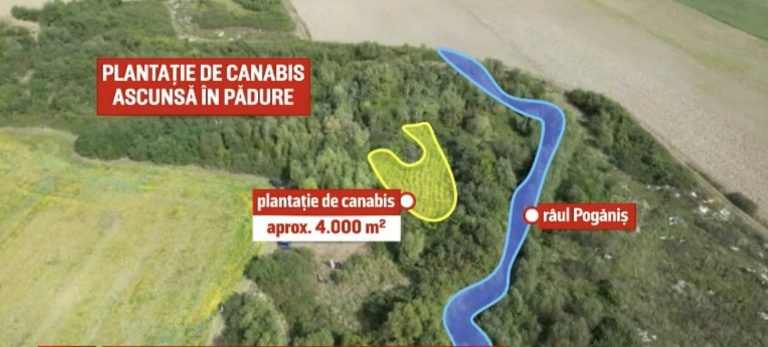 Plantație de canabis ascunsa în Timiș